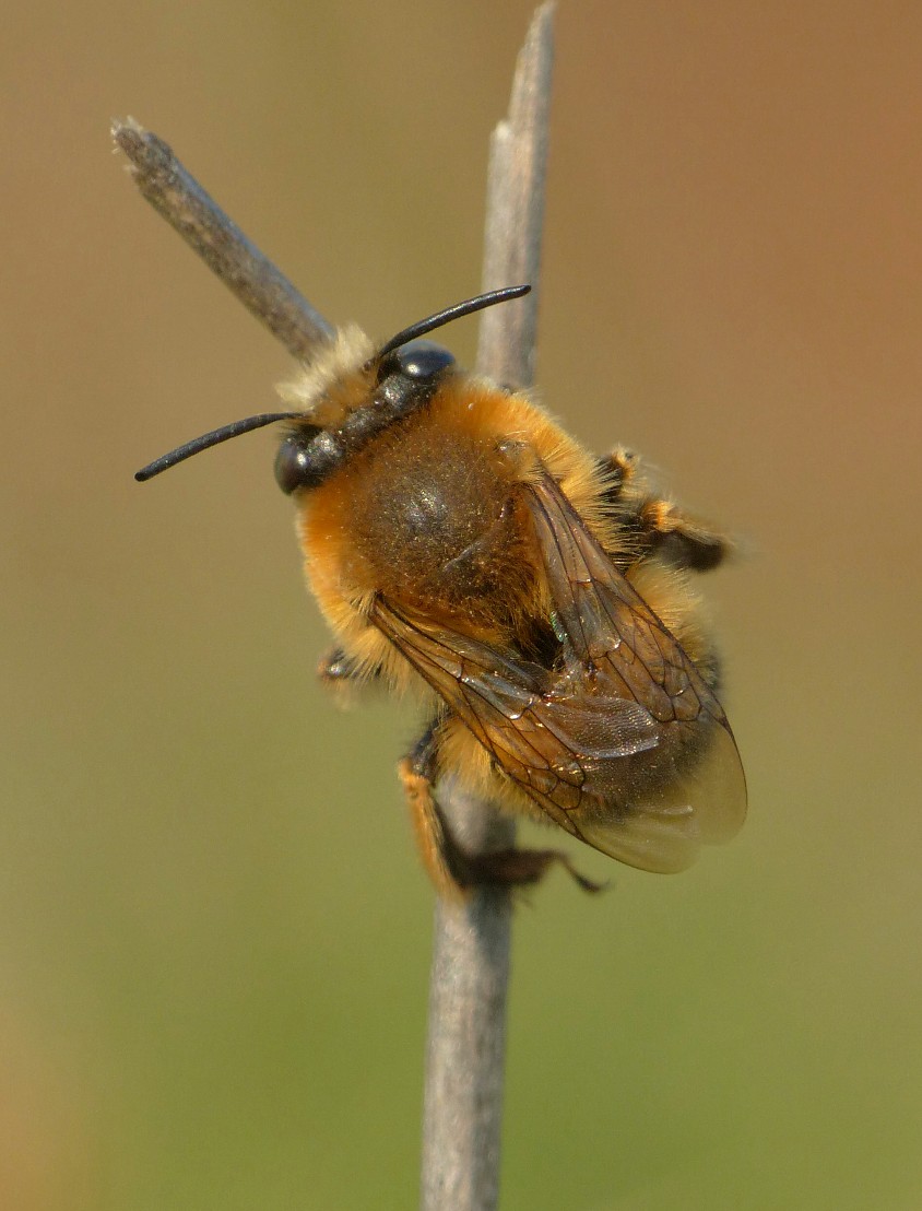 Quale imenottero Apidae?